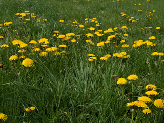Bright yellow dandelions on the background of a green spring meadow .