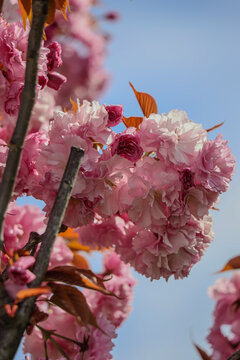 Pink Cherry Blossom Flowers in Spring