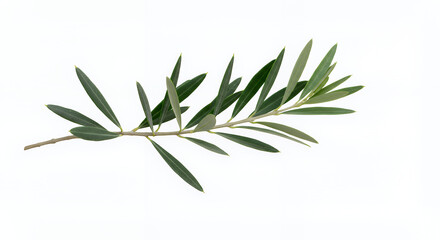 Fototapeta premium Fresh Green Olive Branch with Leaves Isolated on White Background Nature Botany Photography