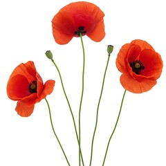 Obraz premium Three vibrant red poppies with green stems isolated on white background