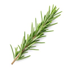 Fototapeta premium Fresh rosemary sprig close up aromatic herb isolated on white background
