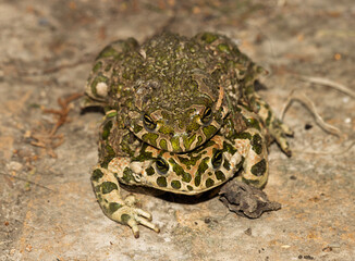 A pair of European Green Toads (Bufotes viridis) in amplexus, a crucial stage in their reproduction. The male toad has clasped the female, a behavior essential for external fertilization in amphibians