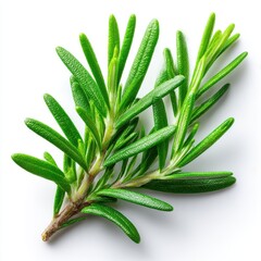 Obraz premium Fresh rosemary sprig close up isolated on white background