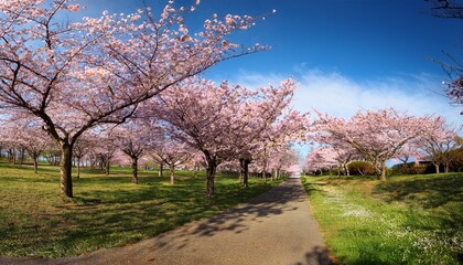 Obraz premium Cherry blossom trees