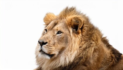 Obraz premium The lion isolated on white background