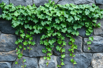 Ivy envelops a textured stone wall with lush green leaves, adding a natural touch to the urban setting.