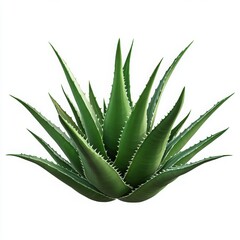 Fototapeta premium Close up of a vibrant green aloe vera plant against a white background