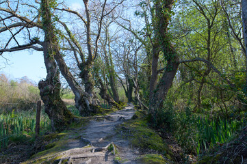 Chemin en planches de bois dans un marais