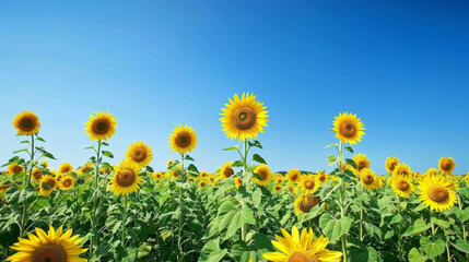 Fototapeta premium Scenic Landscape with Sunflowers