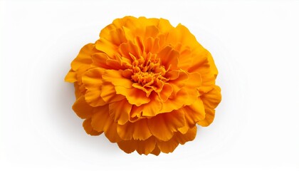 Orange   yellow flower of tagetes plant (French Marigold) isolated on a white background