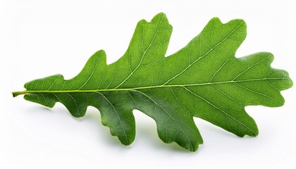 Fototapeta premium Close up of green oak leaf isolated on white background