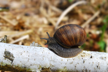 a small brown grape snail crawls along a birch branch in the forest