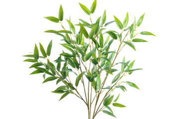 Fototapeta premium Isolated green bamboo plant leaves for decoration and background use on transparent background