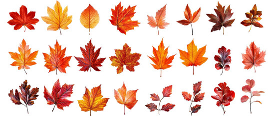 Fototapeta premium Autumn Leaves Collection 30 Isolated Red Orange Fall Foliage PNG, isolated on transparent background, fall leaves, autumn foliage, png