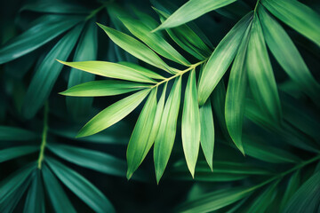 Green leaves background with dew drops in the early morning light.