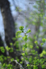 Calendar 2025, nature calendar, wall paper calendar 2025, beautiful nature calendar, nature wall paper