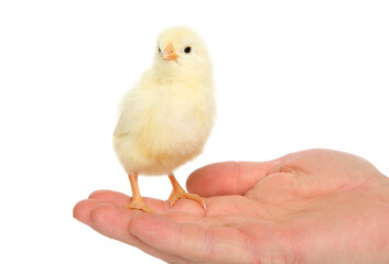 Tiny Chick Safely Resting in Gentle Hand