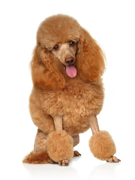 Red poodle with fancy grooming sitting in studio on white background