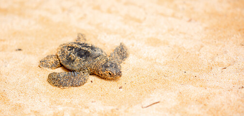 A small baby sea turtle crawls along the sandy shore towards the ocean to survive. The turtle hatched on the island of Sri Lanka. New life, saving the population, the way forward to a new life.