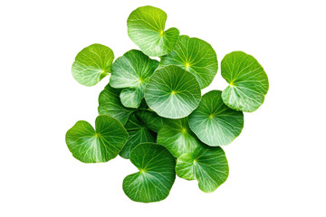 Gotu kola plant leaves isolated medicinal herb botanical closeup on transparent background