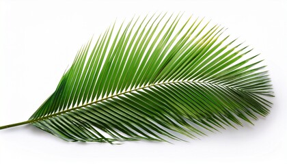 Obraz premium tropical coconut leaf isolated on white background