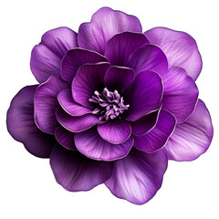 Purple Flower, Isolated on Transparent Background Detailed Close-up, Floral Design Element, Floral Design, Purple Bloom, Transparent Background