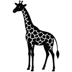 Obraz premium cute giraffe vector illustration - black and white stylized outline of an elegant animal