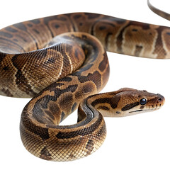 Obraz premium boa in Transparent Background Closeup of a Boa Constrictor Showing Detailed Scales and Pattern