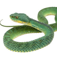 Fototapeta premium bush viper in Transparent Background Closeup of a Boa Constrictor Showing Detailed Scales and Pattern