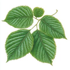 A close up view of a branch with several green leaves on a white background