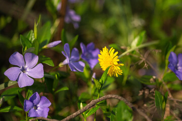 spring flowers in the garden