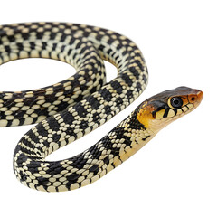 Obraz premium checkered keelback in Transparent Background Closeup of a Boa Constrictor Showing Detailed Scales and Pattern
