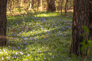 Fototapeta premium spring flowers in the garden