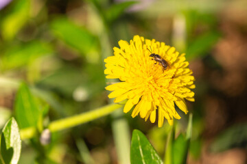 yellow dandelion flower