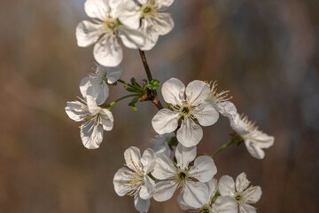 apple tree blossom
