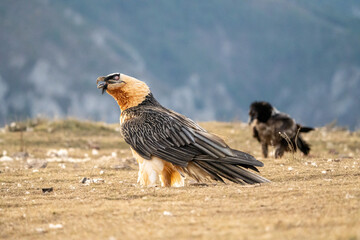 Bearded Vulture (Gypaetus barbatus) photographed in Spain