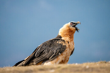 Bearded Vulture (Gypaetus barbatus) photographed in Spain
