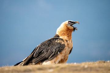 Bearded Vulture (Gypaetus barbatus) photographed in Spain