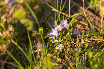 wild flowers in the grass
