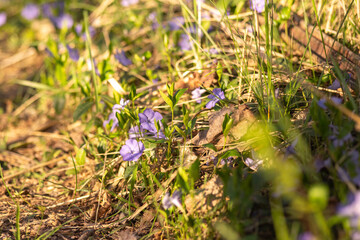 spring in the forest