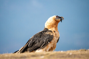 Bearded Vulture (Gypaetus barbatus) photographed in Spain