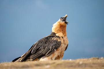 Bearded Vulture (Gypaetus barbatus) photographed in Spain