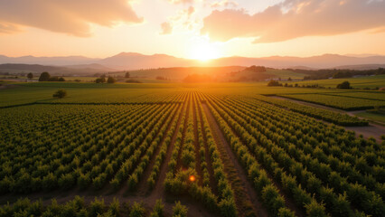 Obraz premium A serene sunlit vineyard at sunrise.