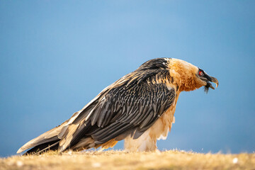 Bearded Vulture (Gypaetus barbatus) photographed in Spain