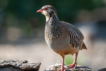 Red-legged partridge (Alectoris rufa) photographed in Spain