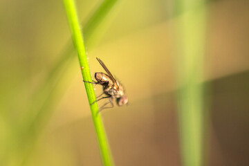 macro of a fly