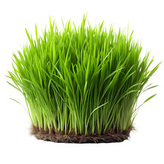 Obraz premium XXL Green Grass