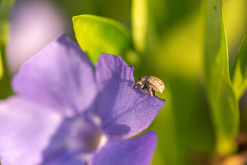 fly on a flower