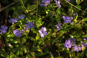 blue flowers in the garden