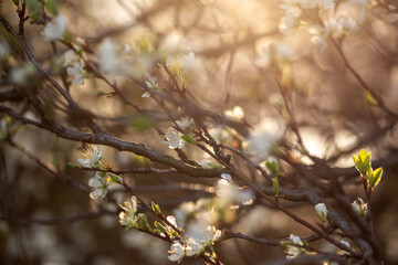 spring blossom in spring